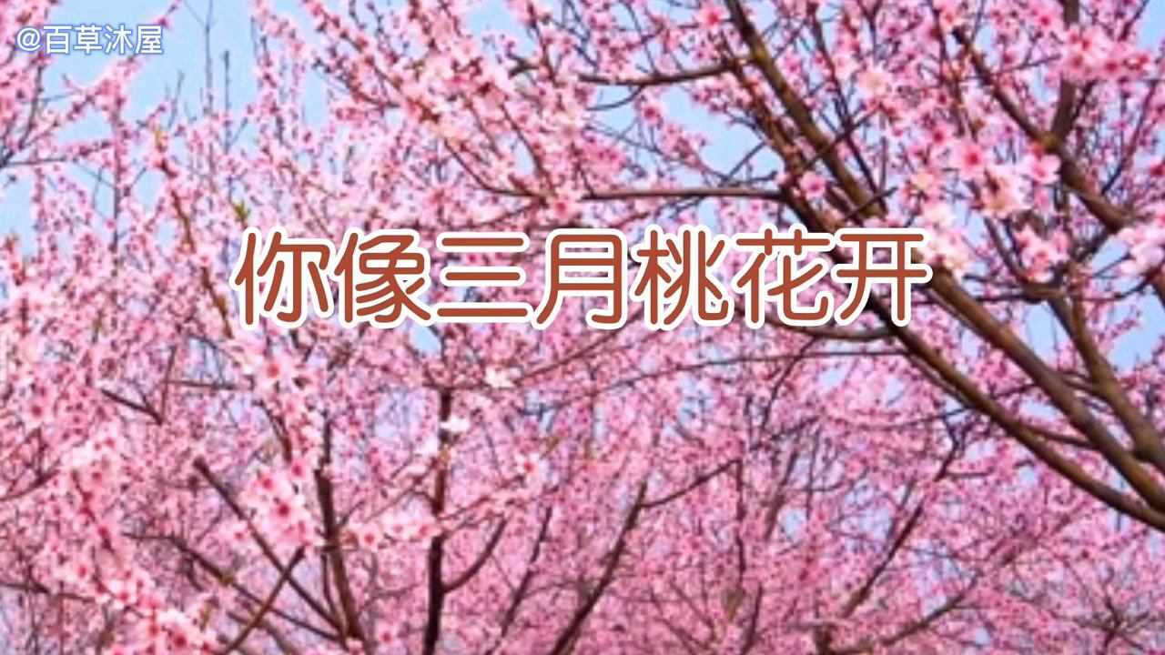 好歌传唱你像三月桃花开