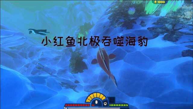 海底大猎杀:小红鱼进化成巨型食人鱼进入鲨鱼巢穴被巨齿鲨吞噬