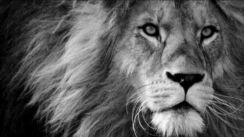 传奇狮王莫伦(下)以一敌四,成名之战