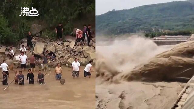 黄河小浪底泄洪排沙现流鱼现象 沿岸数百村民湍急河水中逮鱼