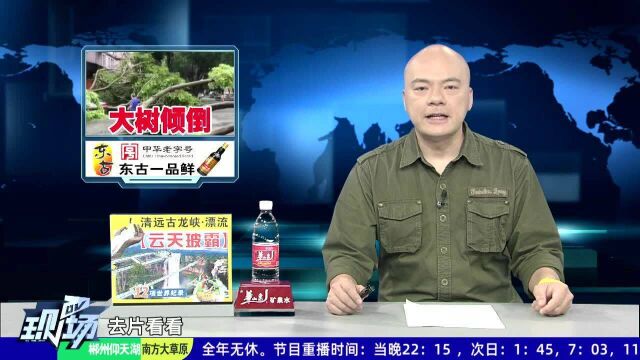 佛山:多棵细叶榕倒塌砸向小车 幸未造成人员损伤