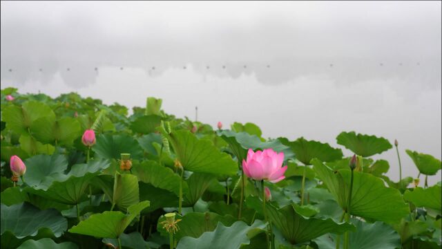 美人朝露,梦已醒.无声花开,学者实其腹!