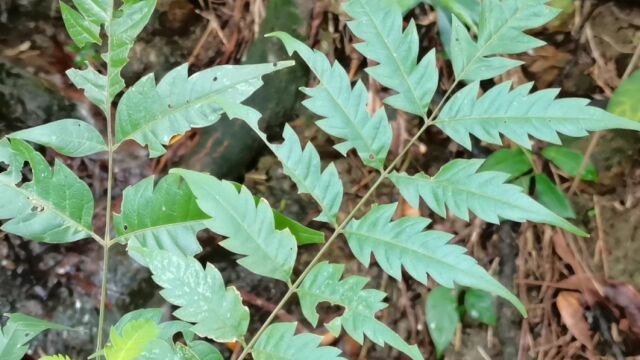 这种植物叶子长得很漂亮,它叫南酸枣,一种野生中草药,认识一下吧