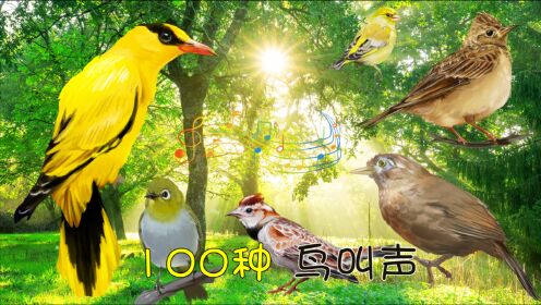 100种悦耳的鸟叫声,百鸟争鸣声声脆,动听的声音在自然!