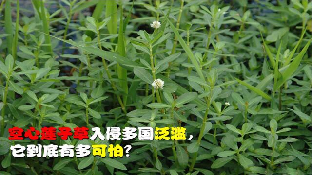 莲子草入侵多国泛滥成灾,中国每年损失1.9亿元,它到底有多可怕?