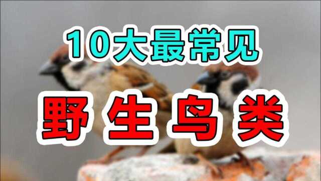 【盘点】身边最常见的10种鸟类,看看你都认识吗?