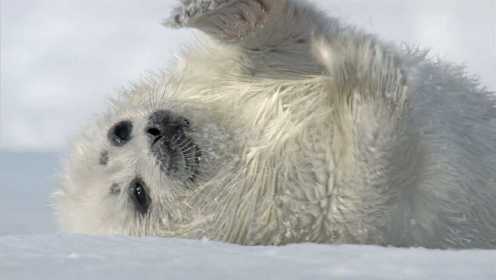 《极地之春》- 地球上最壮观的季节变化！