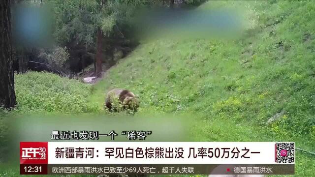 罕见白色棕熊出没几率50万分之一