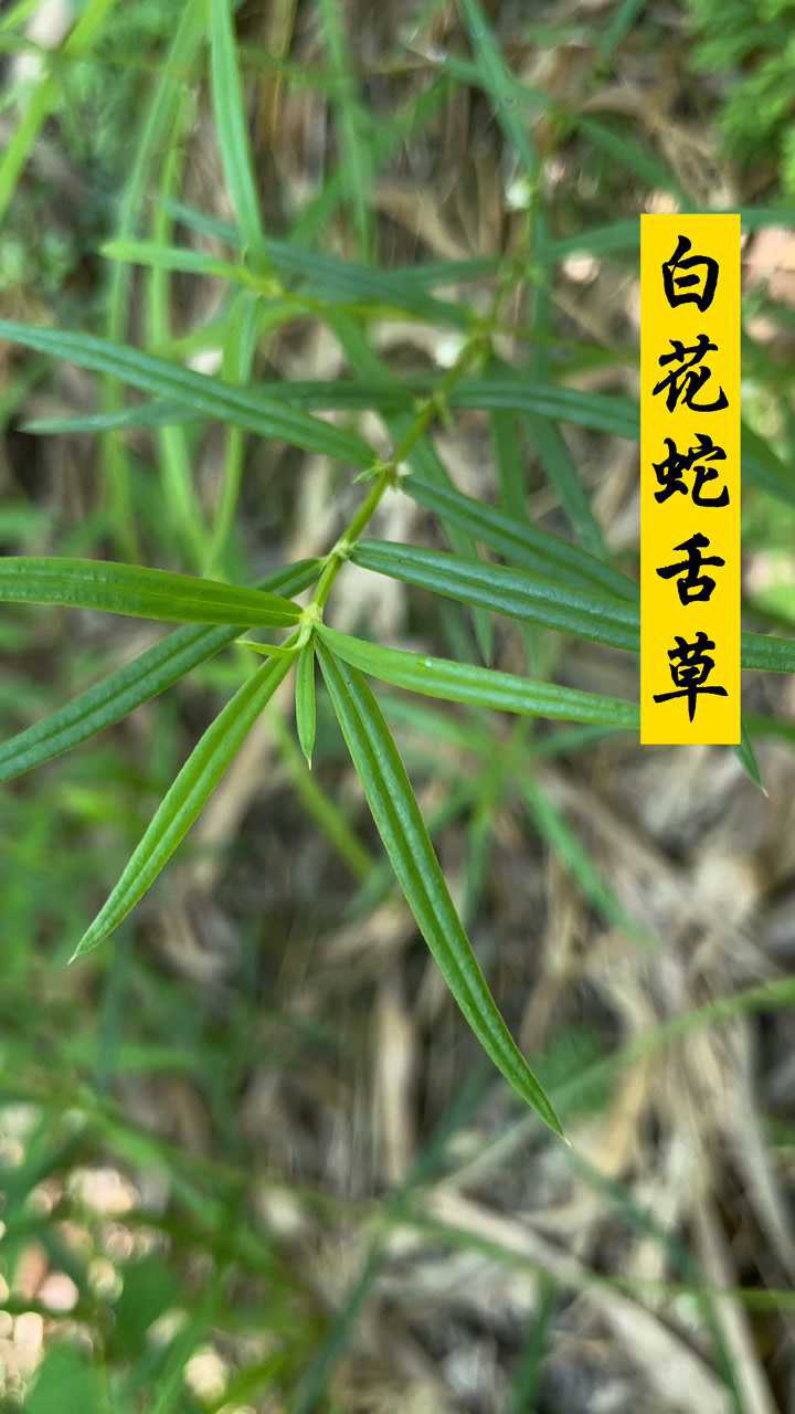 白花蛇舌草,叶子细长像蛇舌,开白花,山地的比田头长的要好很多.