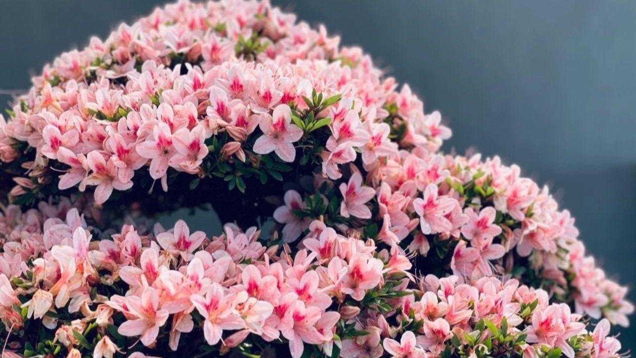 一见钟意皋月品种杜鹃如峰山