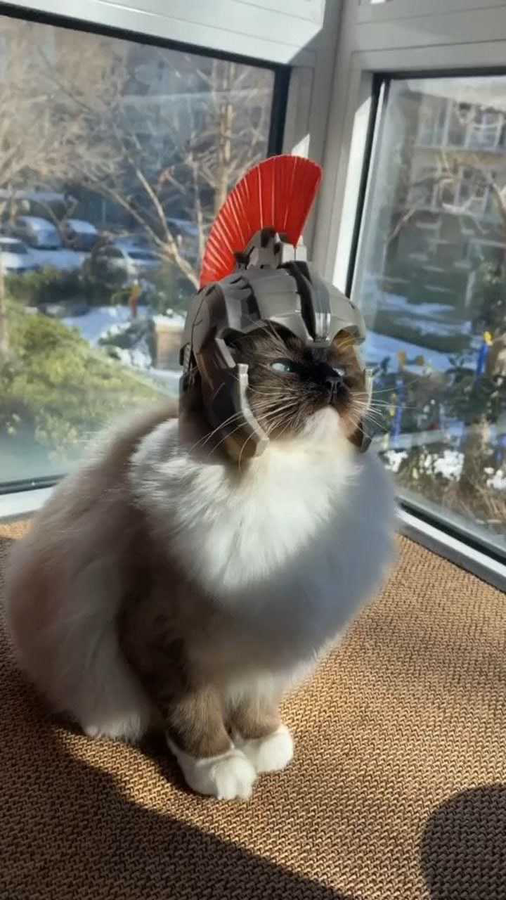 战斗型猫雄赳赳气昂昂一看就是受过专业训练的萌宠