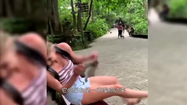 人们给猴子准备“惊喜”,结果猴子吓到起飞,秒变“飞天猴”!