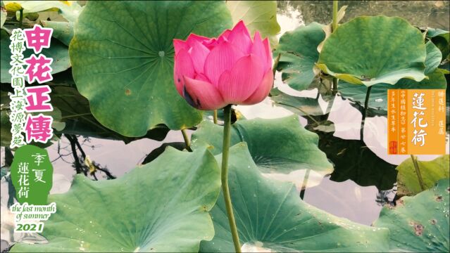 申花正传|季夏 莲花荷