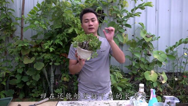 78月要给长寿花“奖励”,秋季开花更多更美