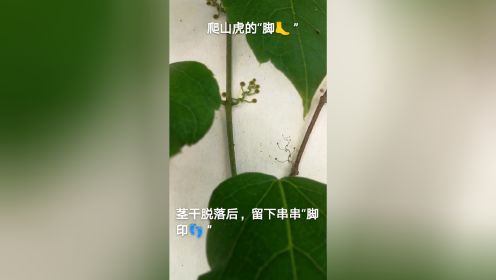 爬山虎的“脚”【栗茂腾博主】