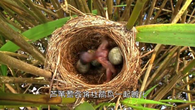 嗷嗷待哺的知更鸟,等着妈妈归来喂食,最后等来的却是老鹰!