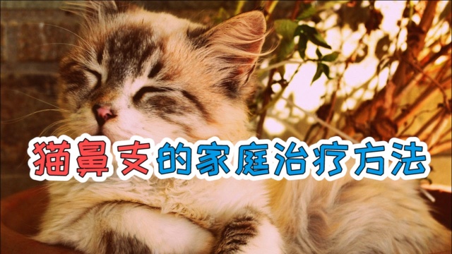 猫鼻支的家庭治疗方法