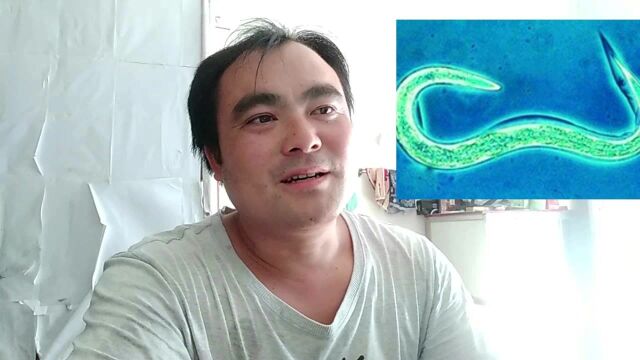 八哥体内寄生虫结果(下)以及买孵化机质量问题的那些破事