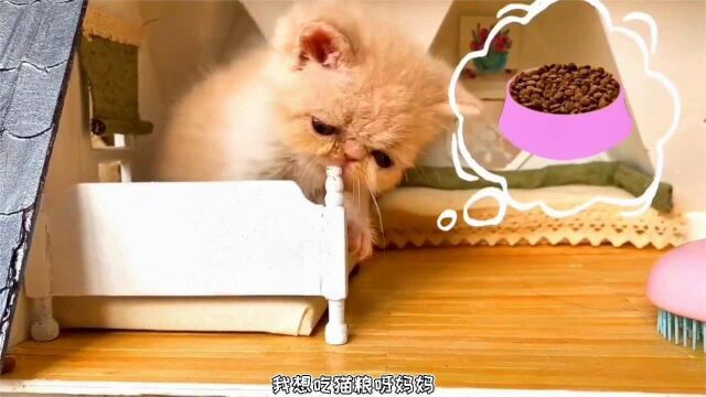 萌宠日记:猫妈妈无力抚养小猫咪,只能抛弃宝宝,会遇到好心人吗