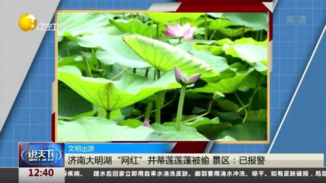 文明出游!济南大明湖“网红”并蒂莲莲蓬被偷,景区:已报警