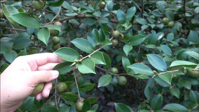 农民种植山茶籽树能挣钱吗?用来嫁接金花,收益翻倍