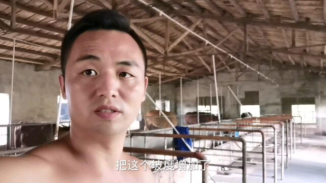 规模养牛如何建牛栏?统一管理分栏养殖,母牛产崽栏、牛犊专用栏