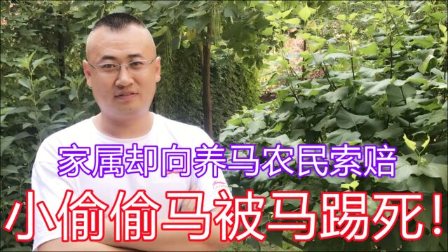 小偷偷马被马踢死!家属却向养马农民索赔50万,这事是怎么处理的