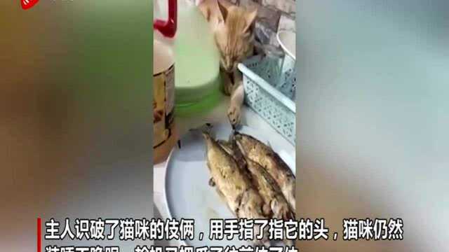 菲律宾一猫咪趴桌子上假装睡觉 伺机偷炸鱼