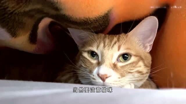 抱着小猫咪睡觉能有什么坏处呢?