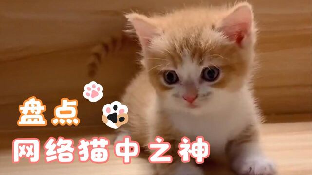 萌宠系列:玩猫一时爽,吸猫一直爽!看看这些猫神的坑能不能入!#明日创作计划短视频挑战赛#