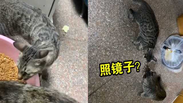 男子错把流浪猫认成家猫带回家,家猫一脸震惊:铲屎官你不爱我了