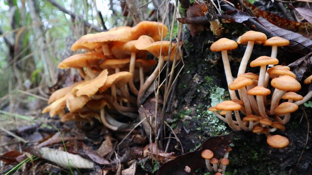 阿松发现神奇的蘑菇沟,成片野生茶树菇没人采,捡得好过瘾