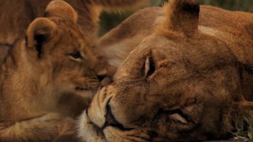 《最后的狮子》- 一头雌狮和它的幼崽，以及水牛和其他竞争对手的生存传奇！