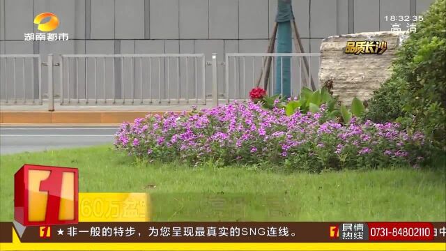 长沙16条主干道、6大重点区域 全面增绿补绿精细美化!