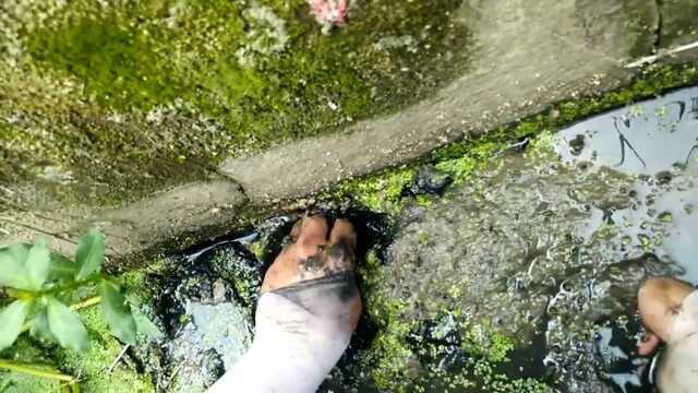 水泥沟里面抓鳝鱼 草拉开就开起捡货模式 鳝鱼 泥鳅 龙虾样样有