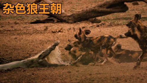 30只野狗对战15只鬣狗，最后谁赢谁输？