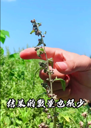 艾实就是艾草的果实把它洗干净晒干后可以用来泡水喝你知道它对人体有