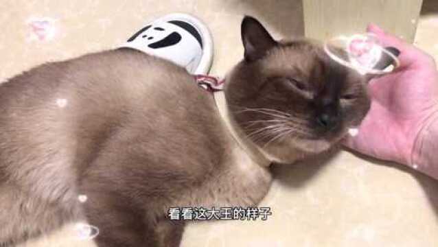 【我的猫猫日记】9.16,看着豆豆可爱的样子啊哈,蹭蹭蹭