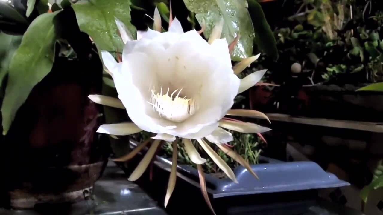 所谓"昙花一现,只为韦陀",昙花的花朵很美,开花时间只有3至4小时非常