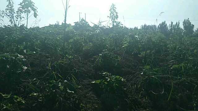 农村闲置土地增加收入的种植项目蜀葵多收入几千很轻松