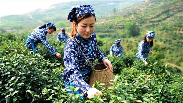 秋天不止有粮食,还有秋茶!采茶有多辛苦?这3苦,只有茶农知道