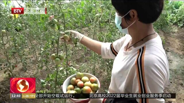 平谷东高村镇大棚改造助力村民增收