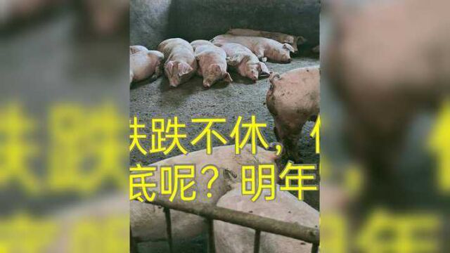 目前行情猪价跌跌不休,何时才能见底呢?明年3月份