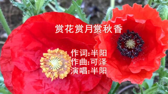 半阳一曲《赏花赏月赏秋香》意境唯美好听,歌声令人陶醉