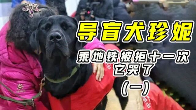 盲人钢琴调律师和她的导盲犬珍妮,乘坐地铁十一次被拒,它哭了!