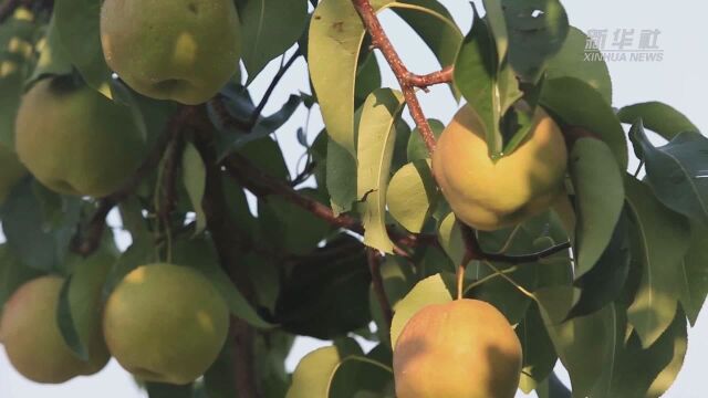 梨果托起山乡振兴梦