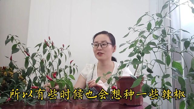 阳台上的辣椒5个月后长成辣椒树,收获有机红色朝天椒,种植简单