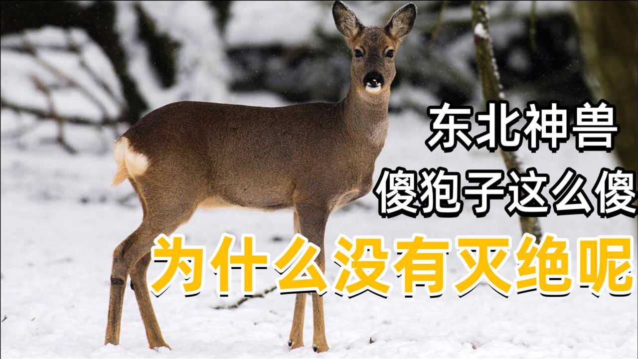 东北第一“神兽”傻狍子，它到底有多傻，这么傻还没灭绝_高清