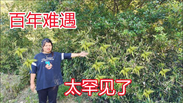 10月8号上午,安徽芜湖小村子发生的罕见怪事,把大家急坏了