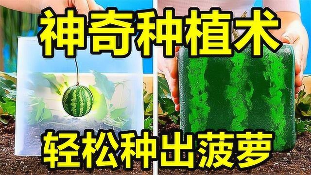 几个种植小技巧!在家就能种菠萝,再也不用花钱去市场买了!